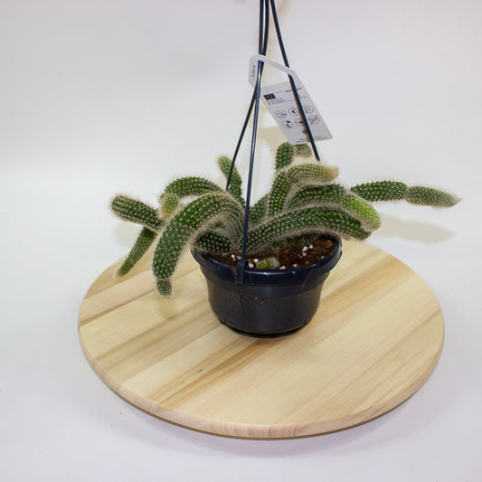 Hildewintera Colademononis 'Monkey Tail' 14cm H37cm