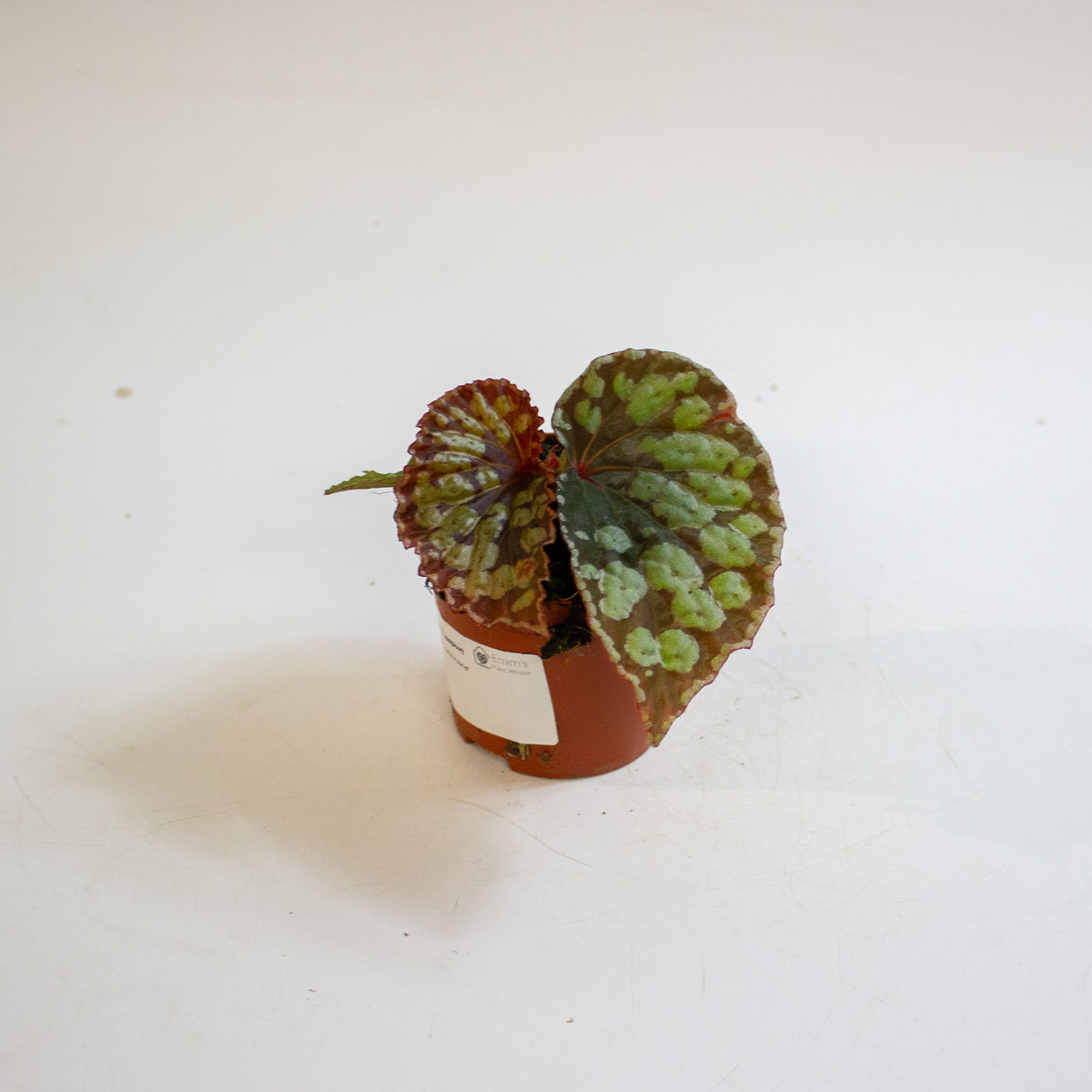 Begonia 'Umbrella Hybrid' 8cm H12cm