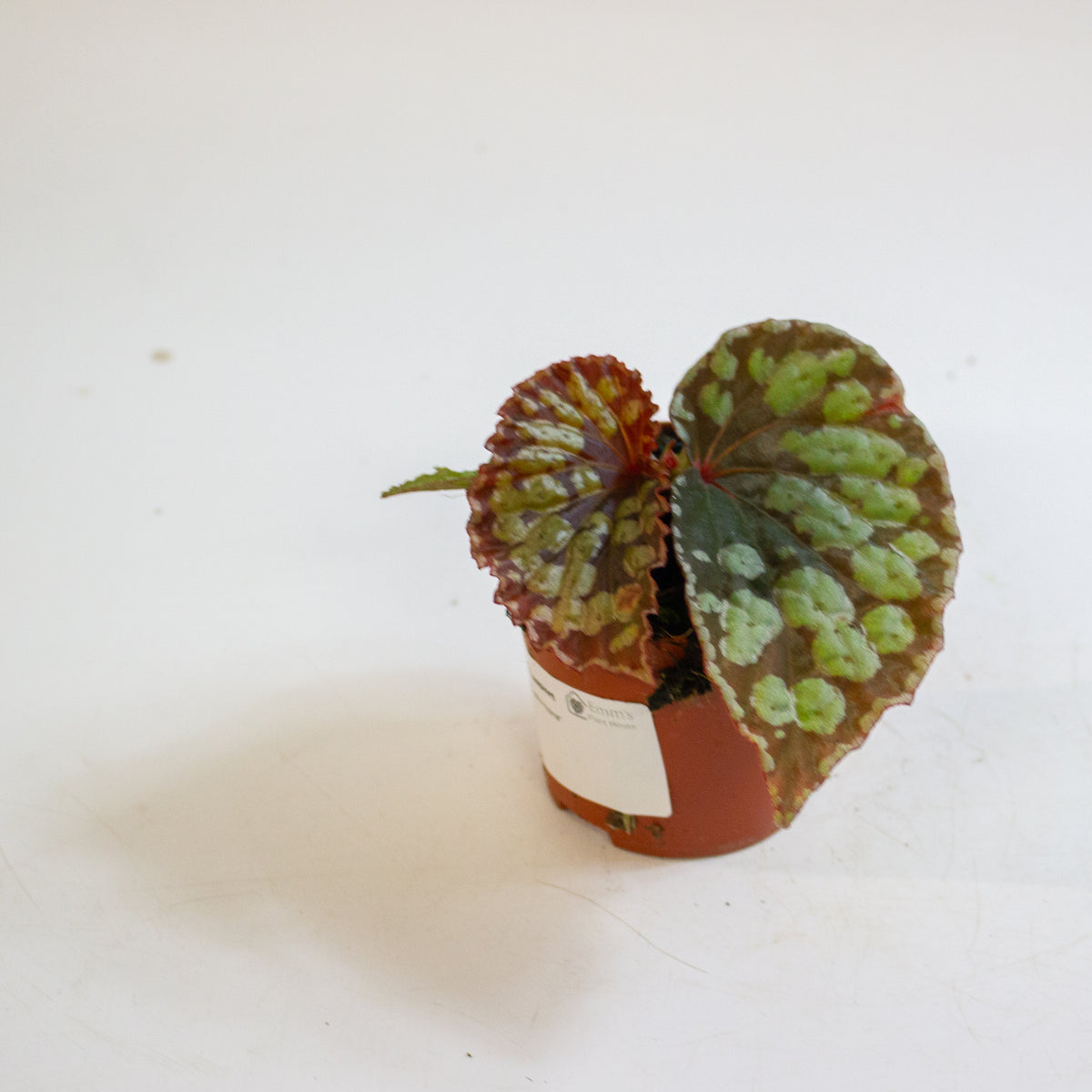 Begonia 'Umbrella Hybrid' 8cm H12cm