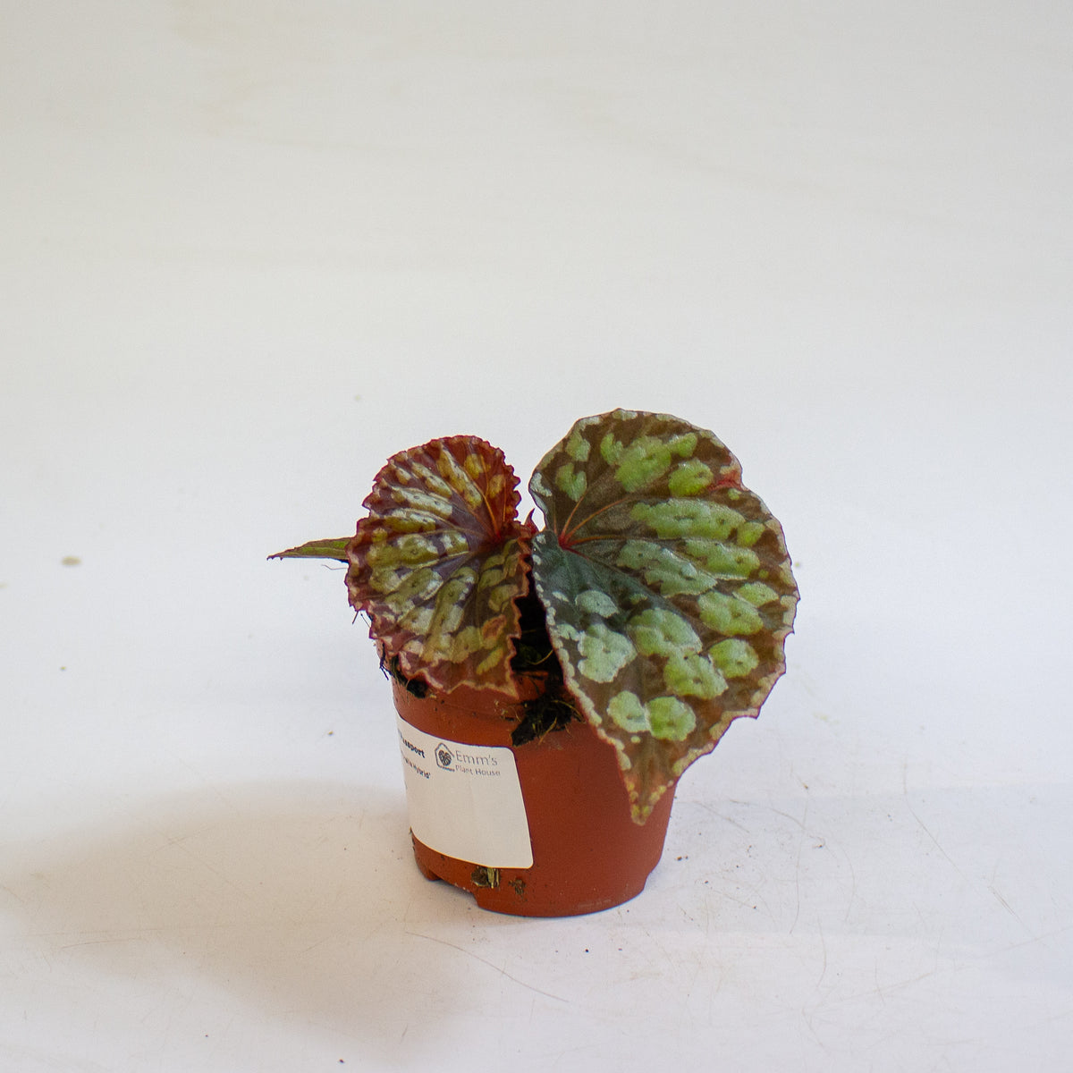 Begonia 'Umbrella Hybrid' 8cm H12cm