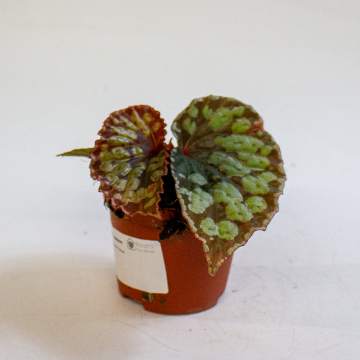Begonia 'Umbrella Hybrid' 8cm H12cm