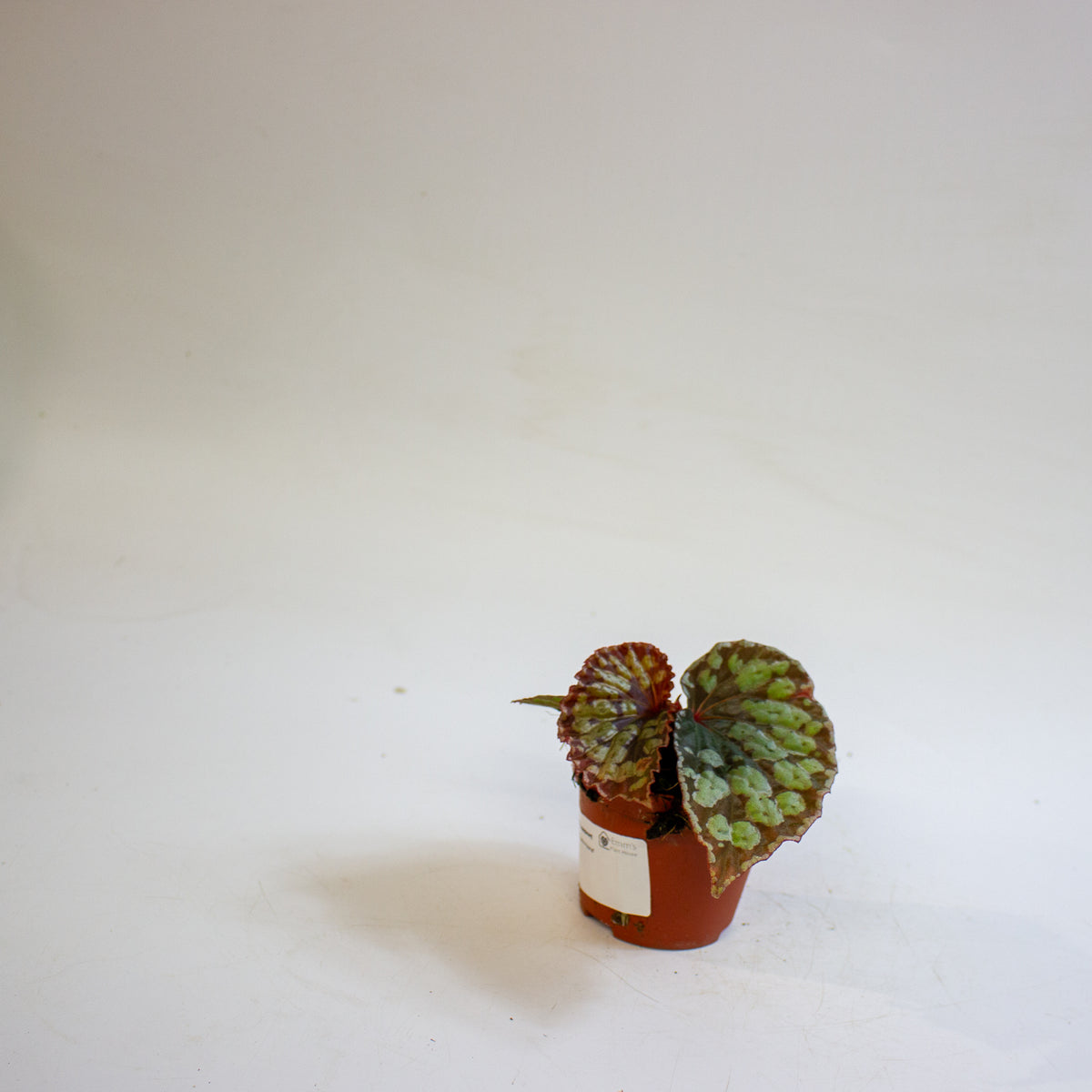Begonia 'Umbrella Hybrid' 8cm H12cm
