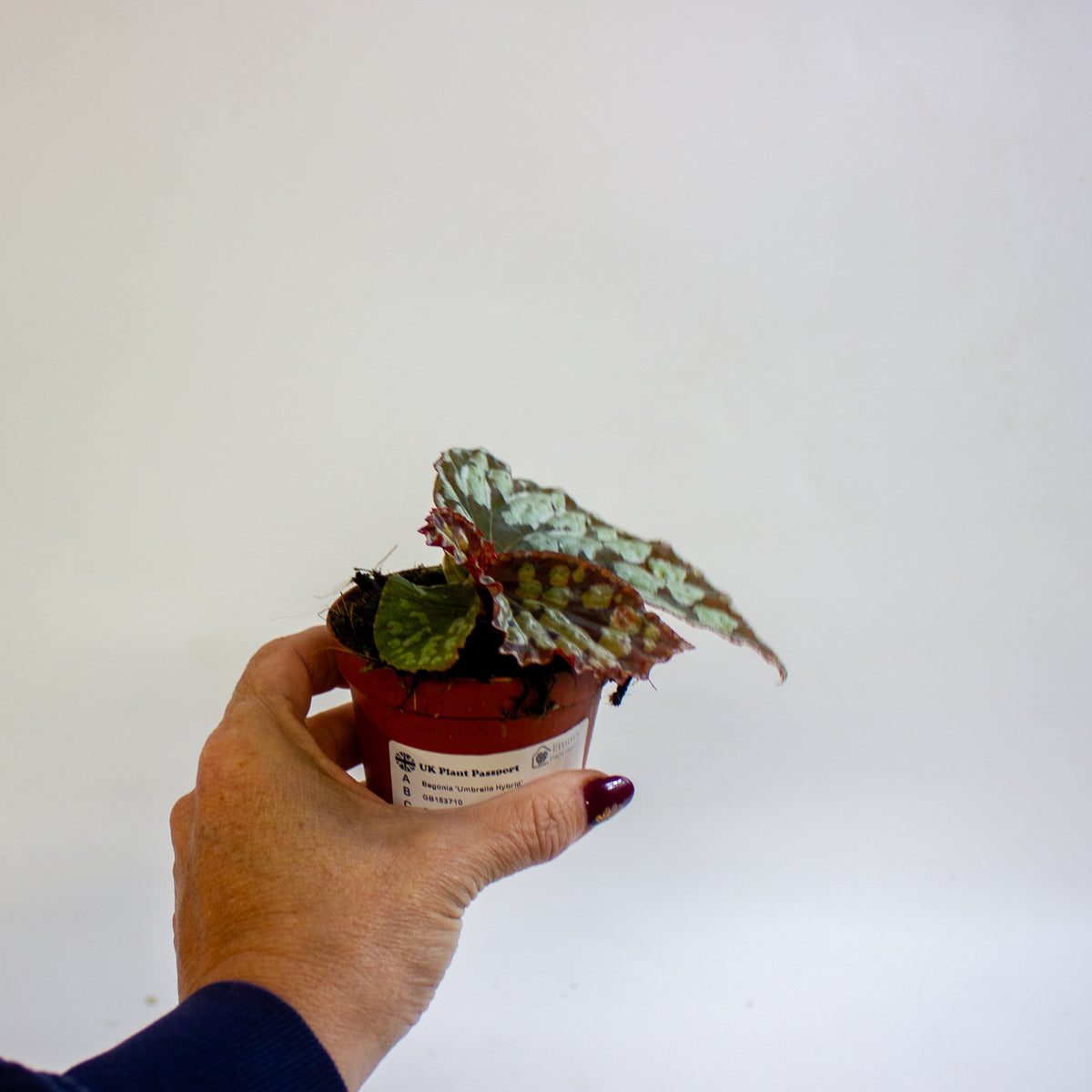 Begonia 'Umbrella Hybrid' 8cm H12cm
