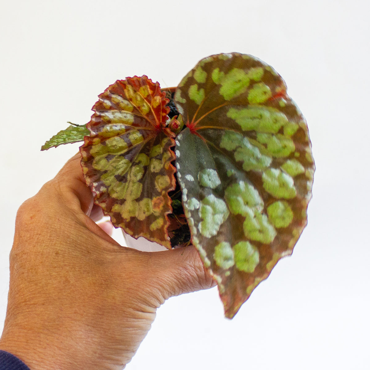 Begonia 'Umbrella Hybrid' 8cm H12cm