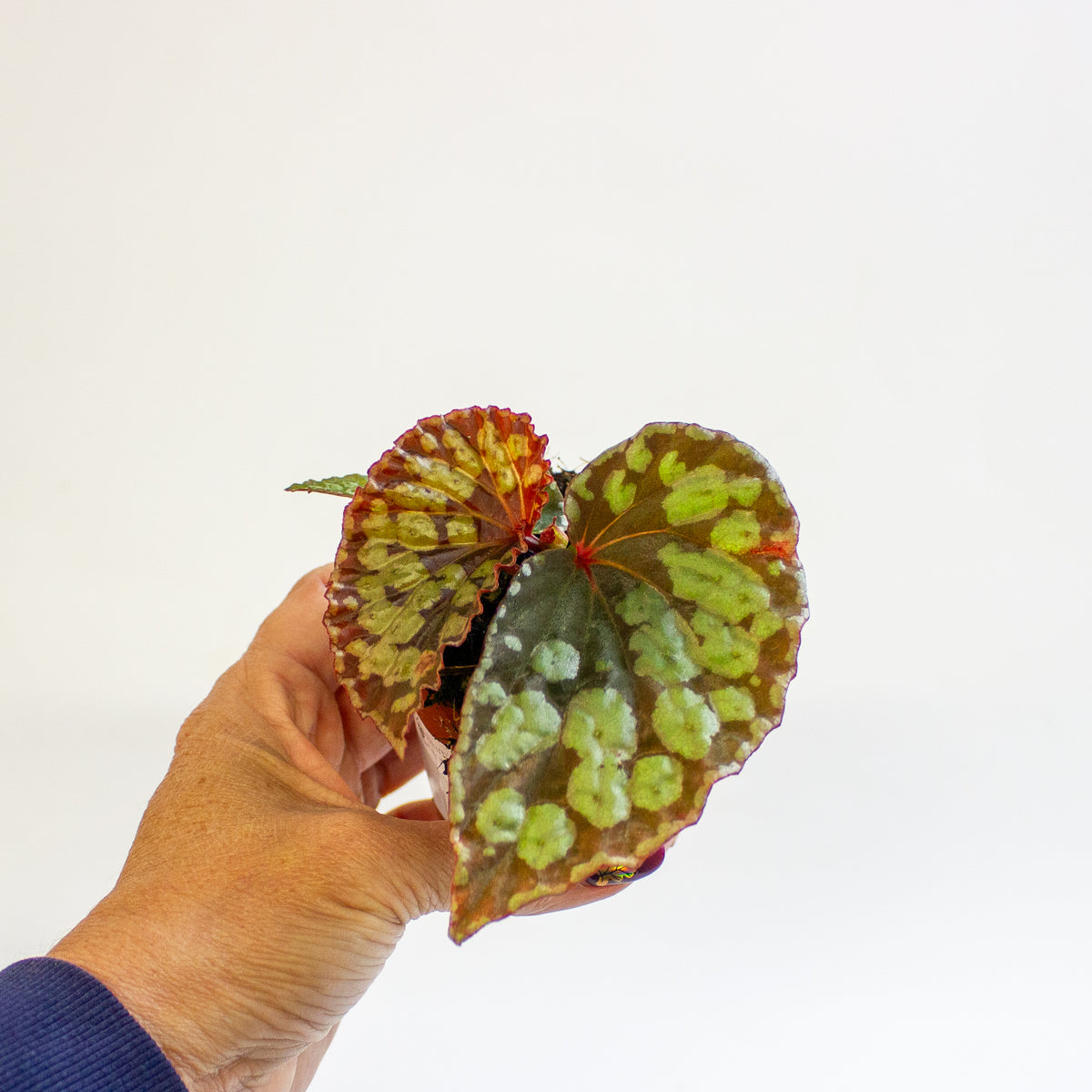 Begonia 'Umbrella Hybrid' 8cm H12cm