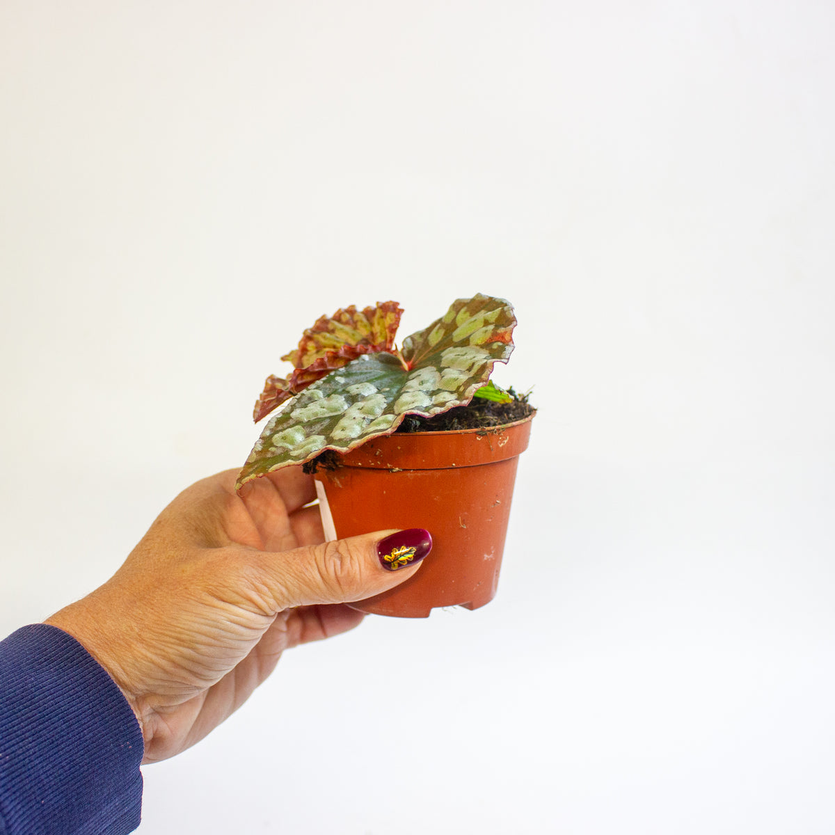 Begonia 'Umbrella Hybrid' 8cm H12cm