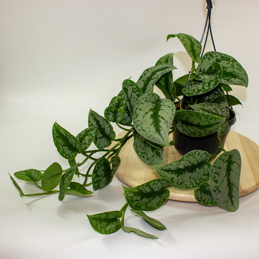 Scindapsus pictus 'Trebie' 15cm H40cm