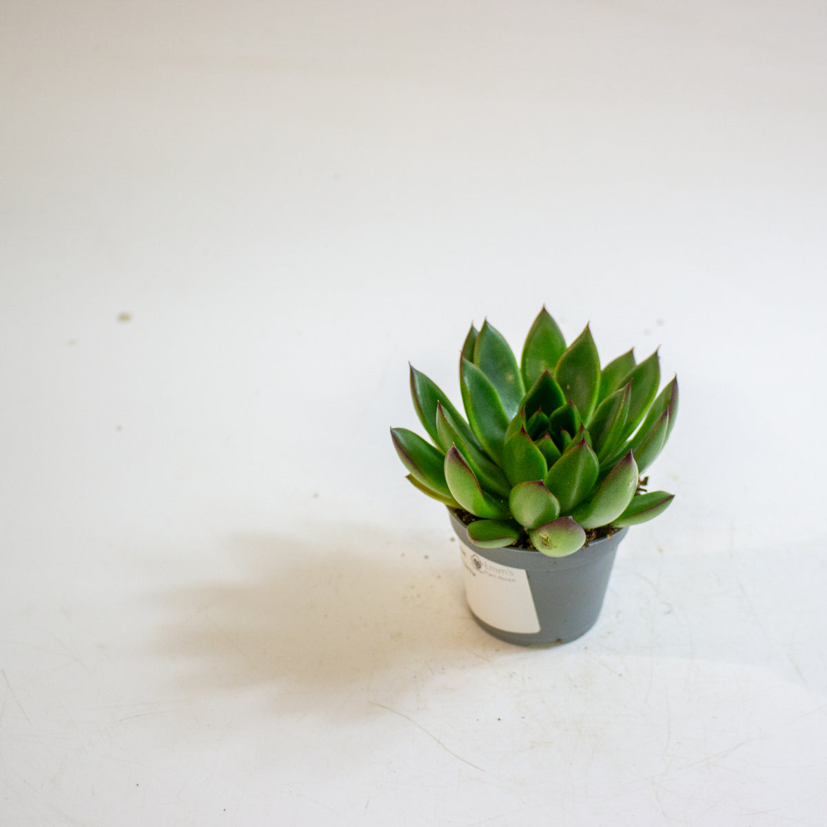 Echeveria agavoides 'Red Tip' 6cm H8cm