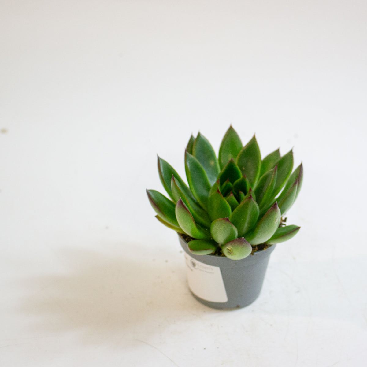Echeveria agavoides 'Red Tip' 6cm H8cm