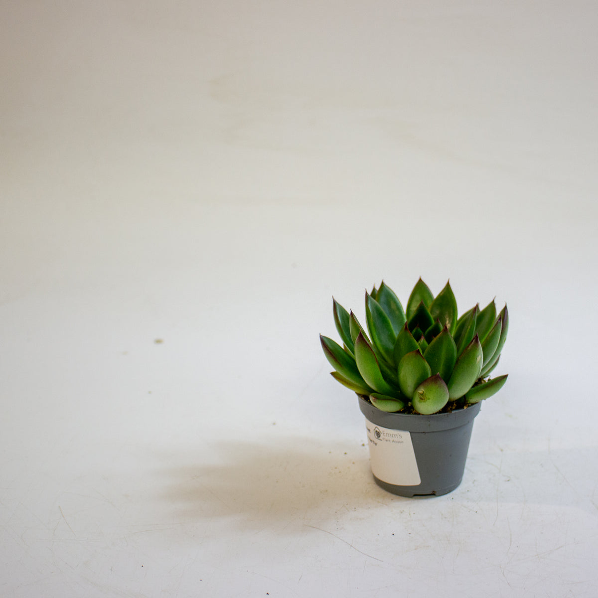 Echeveria agavoides 'Red Tip' 6cm H8cm