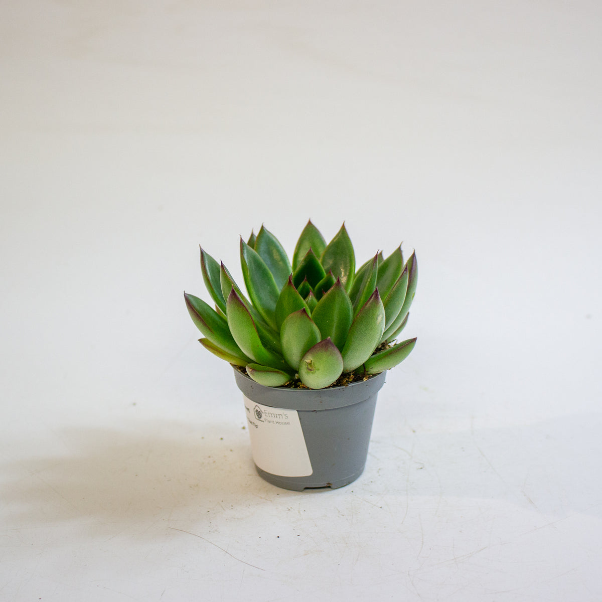 Echeveria agavoides 'Red Tip' 6cm H8cm