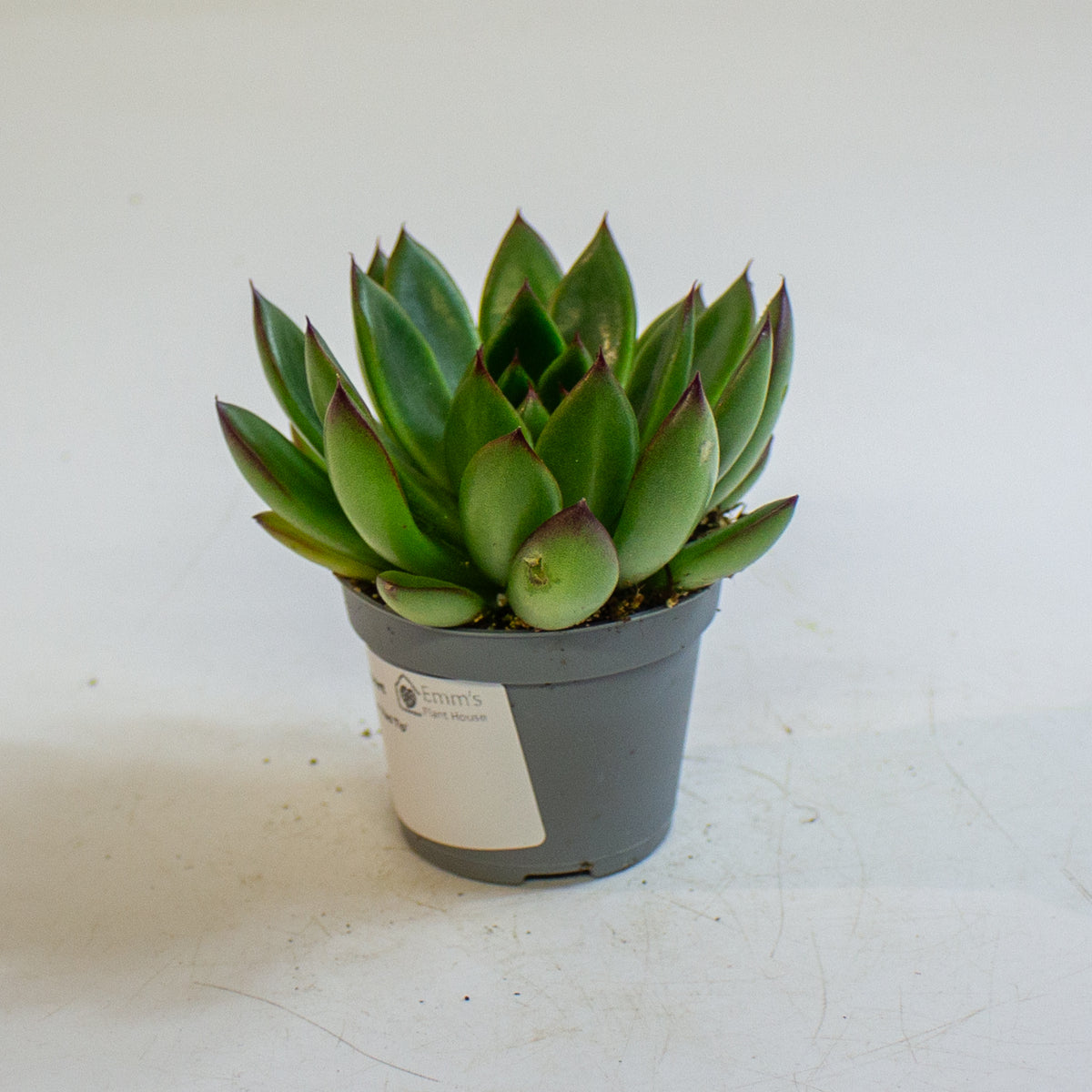 Echeveria agavoides 'Red Tip' 6cm H8cm