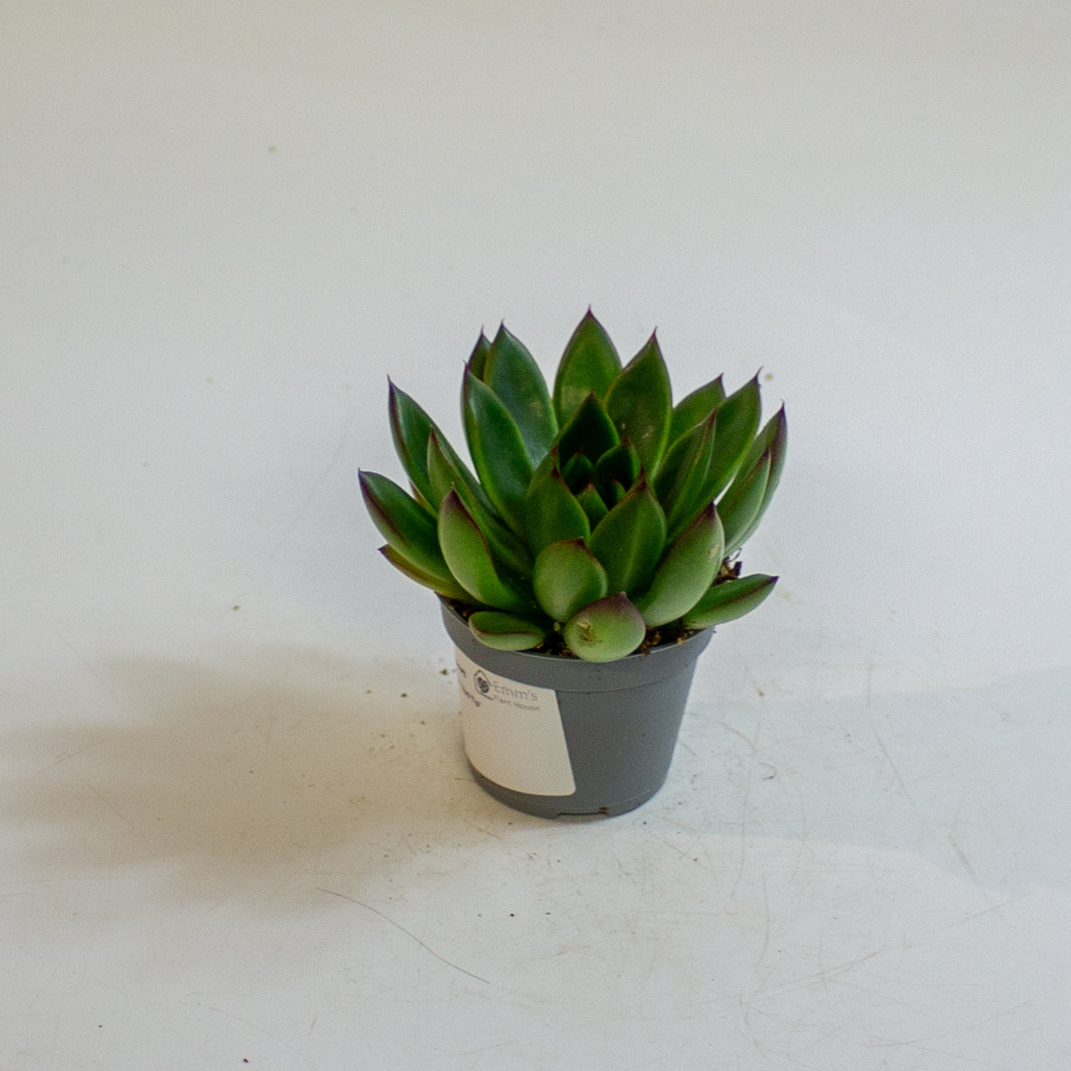 Echeveria agavoides 'Red Tip' 6cm H8cm