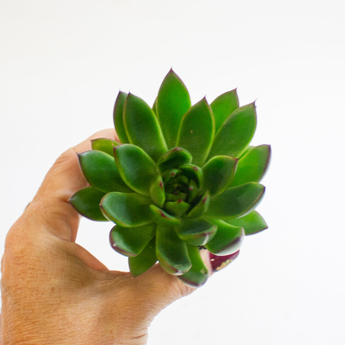 Echeveria agavoides 'Red Tip' 6cm H8cm