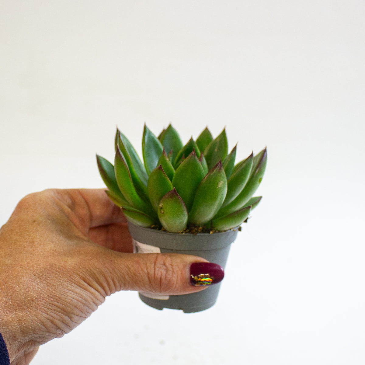Echeveria agavoides 'Red Tip' 6cm H8cm
