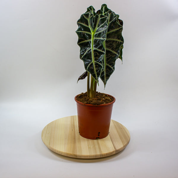 Alocasia Polly 17cm H55cm