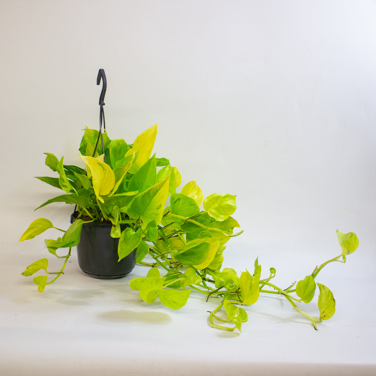 Epipremnum 'Champs Élysées' 15cm H25 - 35cm