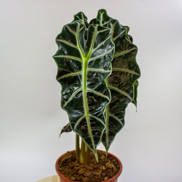 Alocasia Polly 17cm H55cm