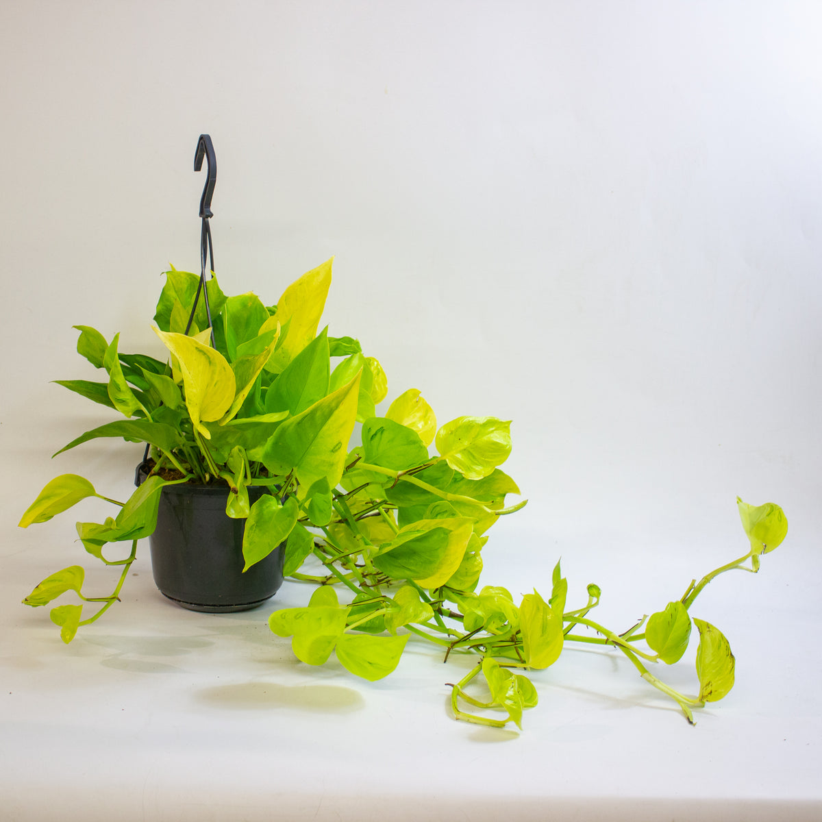 Epipremnum 'Champs Élysées' 15cm H25 - 35cm
