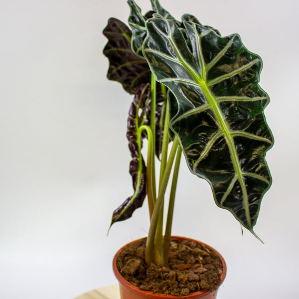 Alocasia Polly 17cm H55cm
