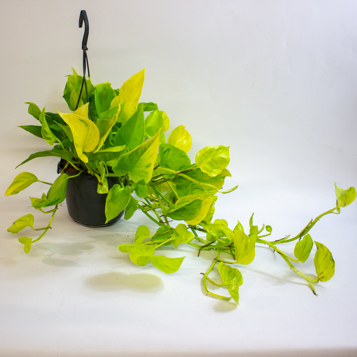 Epipremnum 'Champs Élysées' 15cm H25 - 35cm