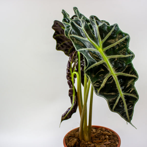 Alocasia Polly 17cm H55cm
