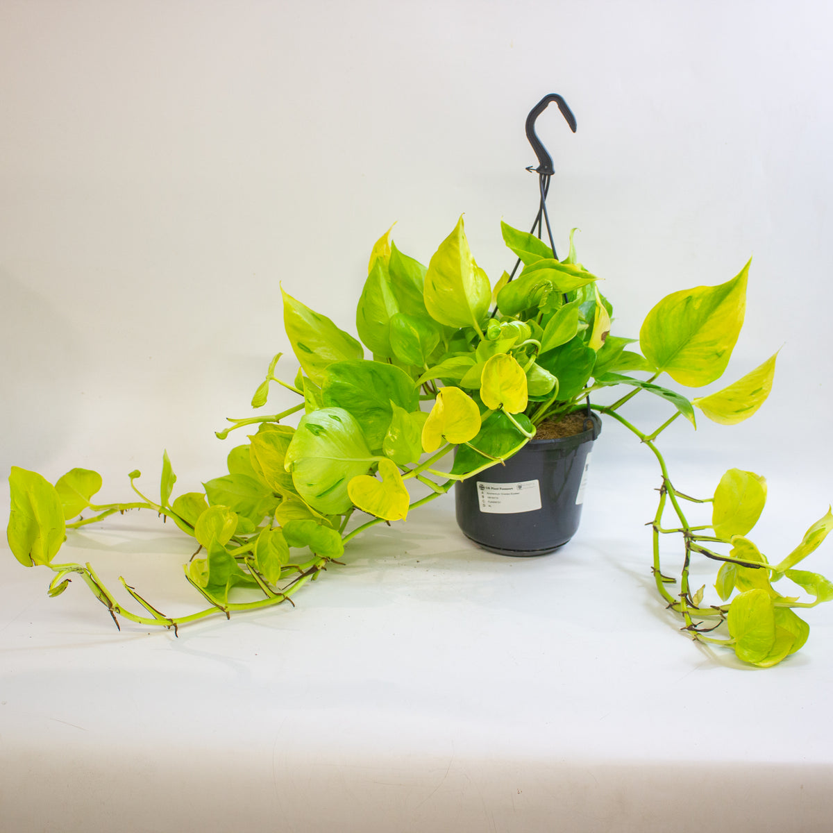 Epipremnum 'Champs Élysées' 15cm H25 - 35cm