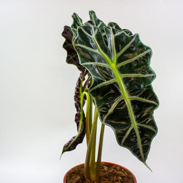 Alocasia Polly 17cm H55cm