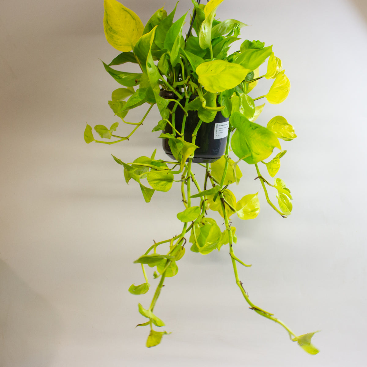 Epipremnum 'Champs Élysées' 15cm H25 - 35cm