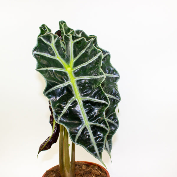 Alocasia Polly 17cm H55cm