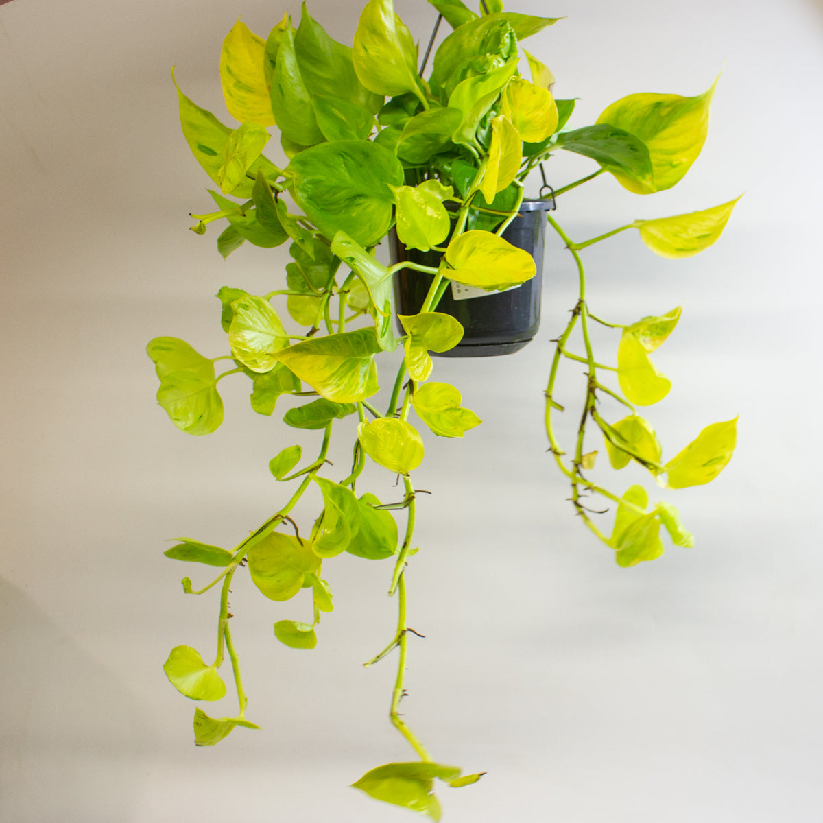 Epipremnum 'Champs Élysées' 15cm H25 - 35cm