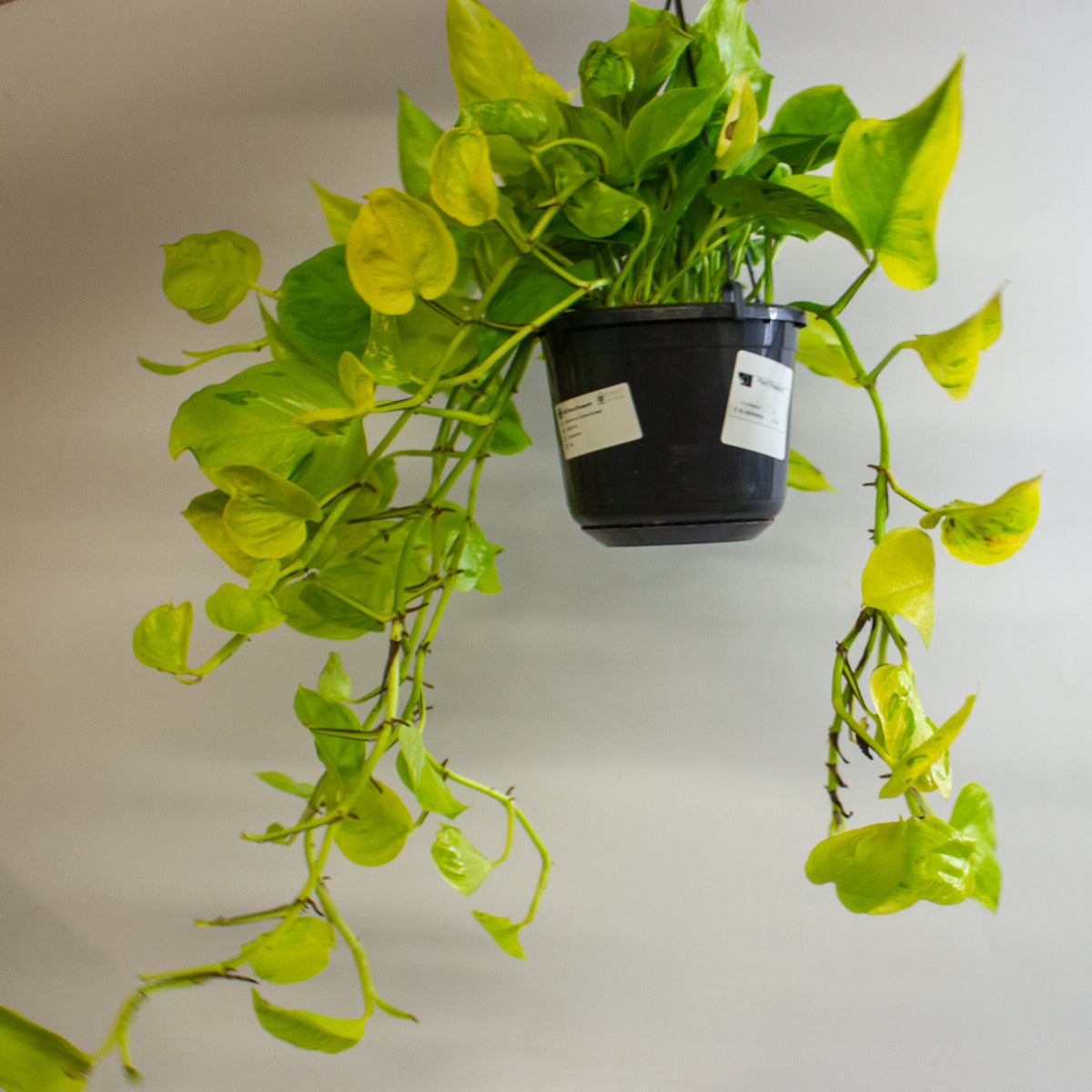 Epipremnum 'Champs Élysées' 15cm H25 - 35cm