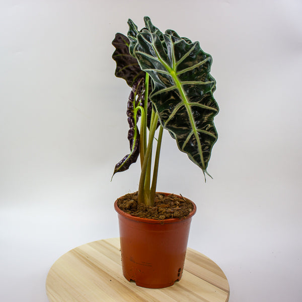 Alocasia Polly 17cm H55cm