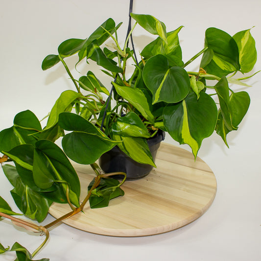Philodendron scandens brasil 15cm H40cm