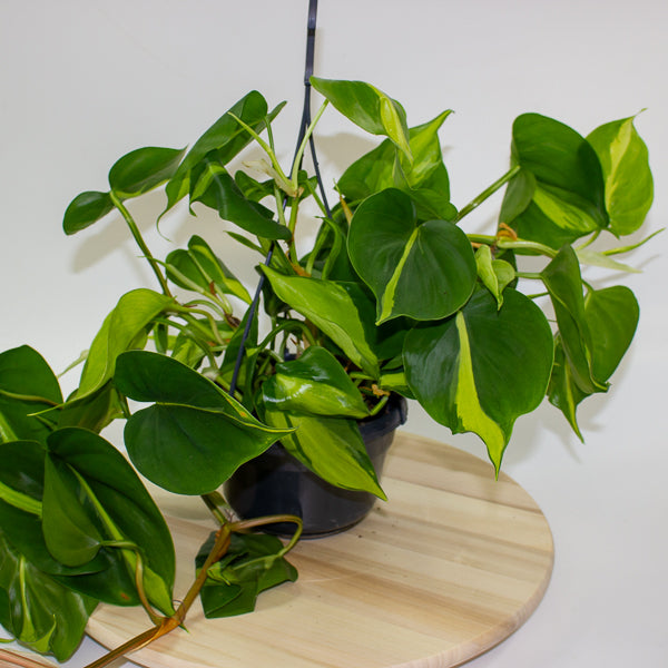 Philodendron scandens brasil 15cm H40cm