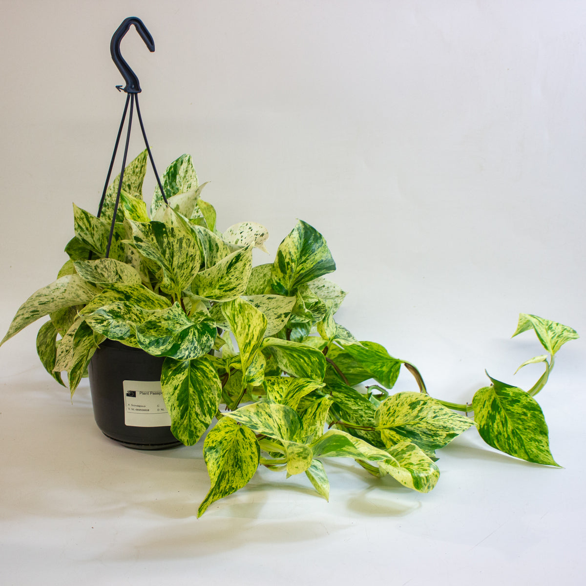 Epipremnum 'Snow Leopard' 15cm H50 - 70cm