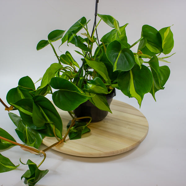 Philodendron scandens brasil 15cm H40cm