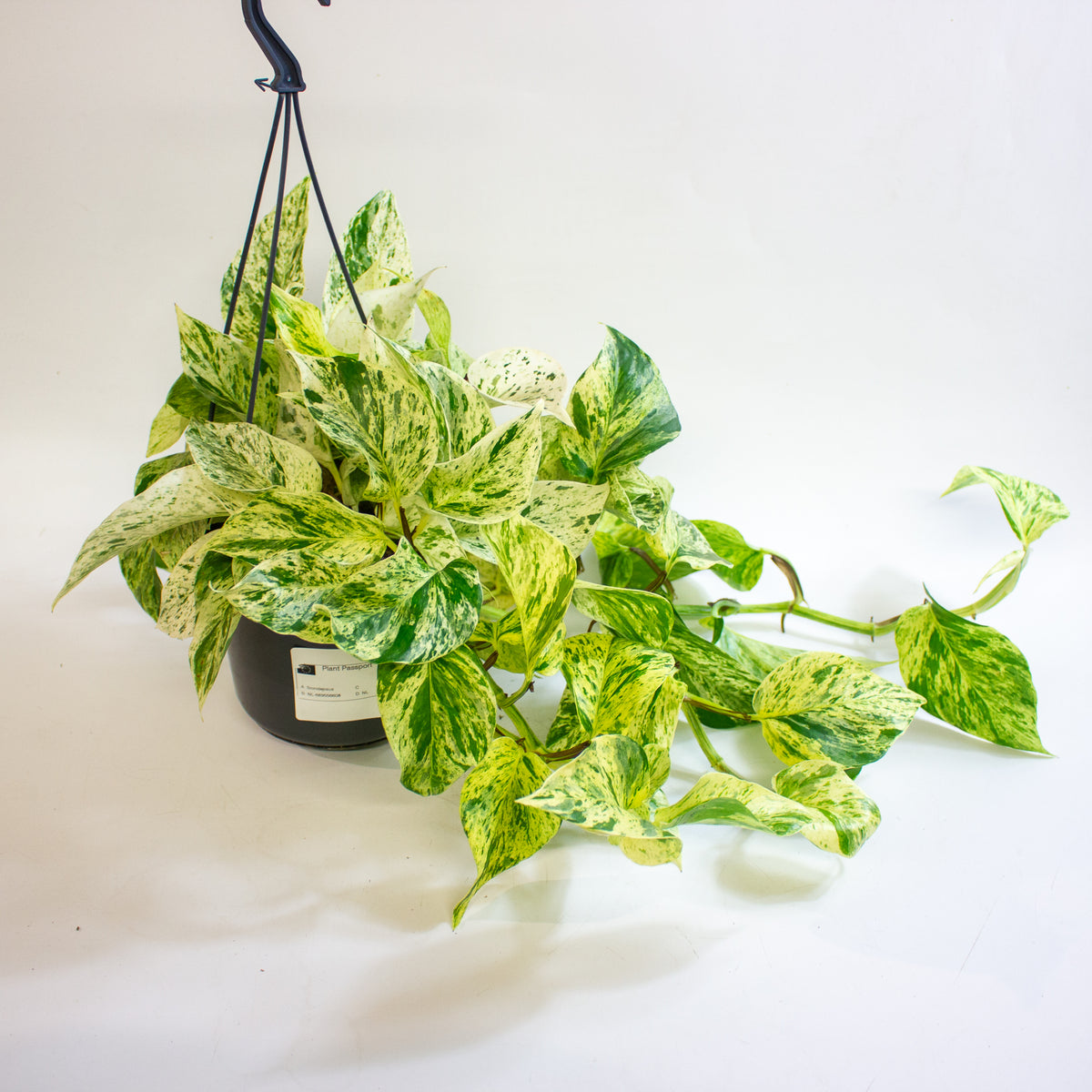 Epipremnum 'Snow Leopard' 15cm H50 - 70cm