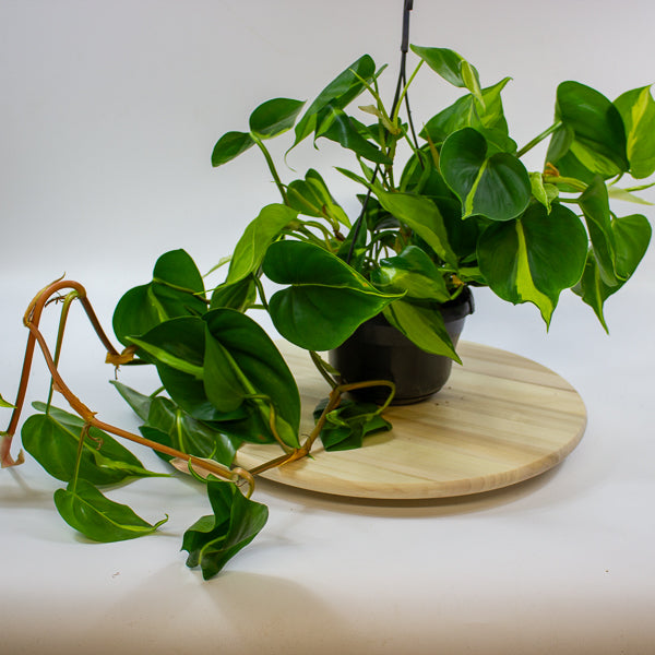 Philodendron scandens brasil 15cm H40cm