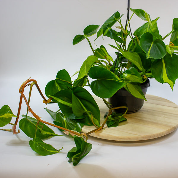 Philodendron scandens brasil 15cm H40cm