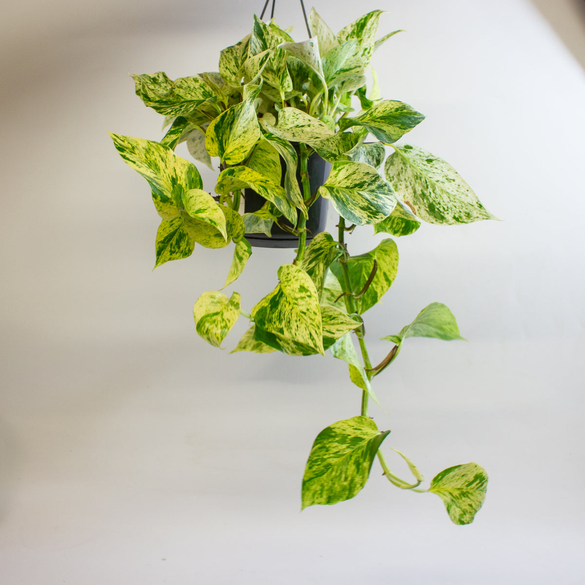 Epipremnum 'Snow Leopard' 15cm H50 - 70cm