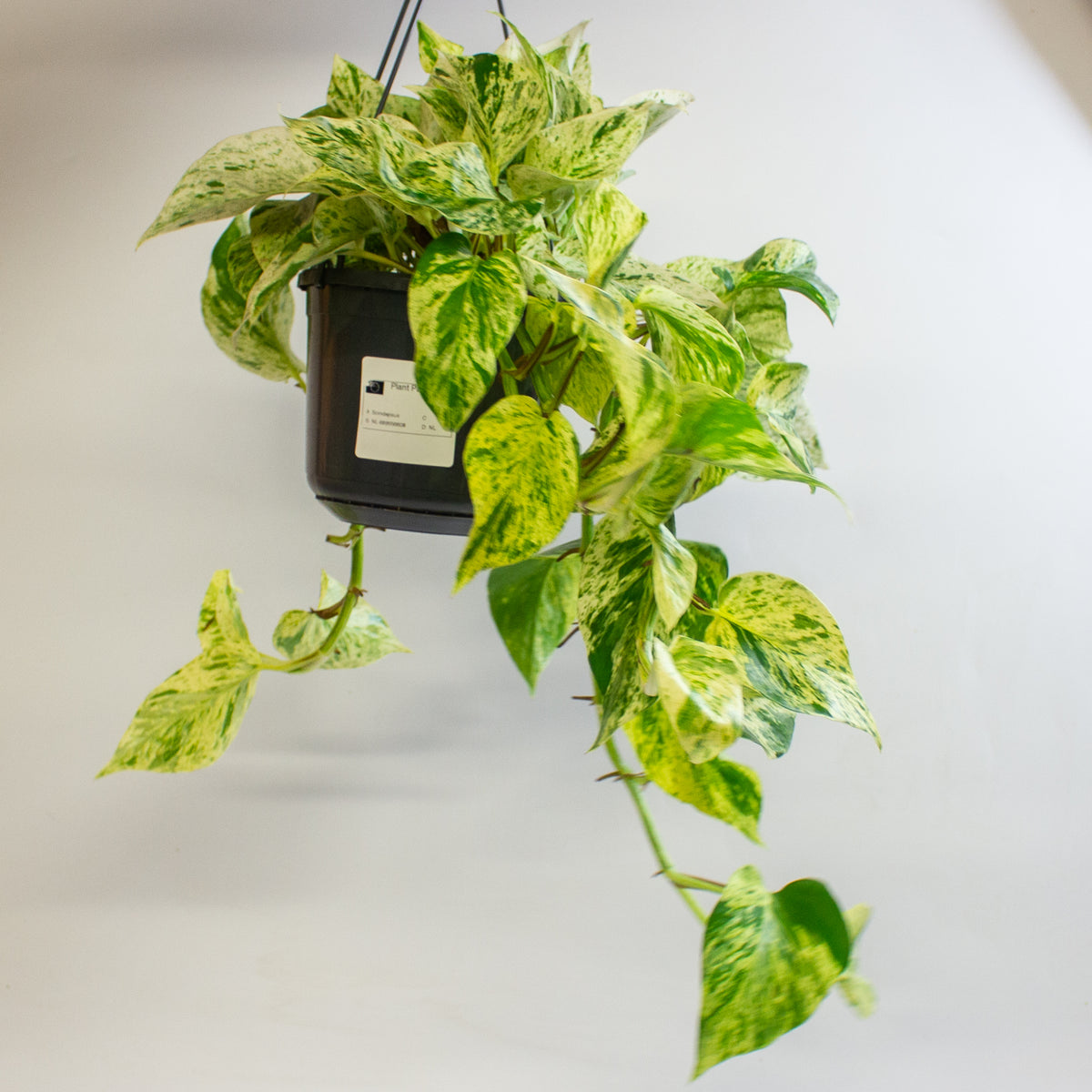 Epipremnum 'Snow Leopard' 15cm H50 - 70cm
