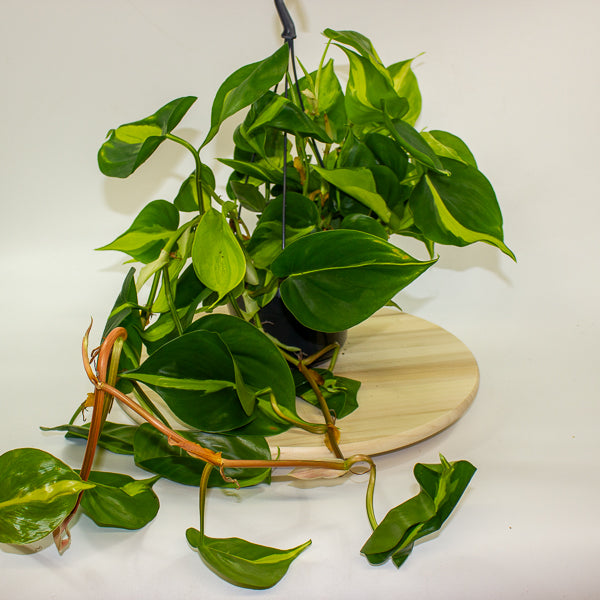 Philodendron scandens brasil 15cm H40cm