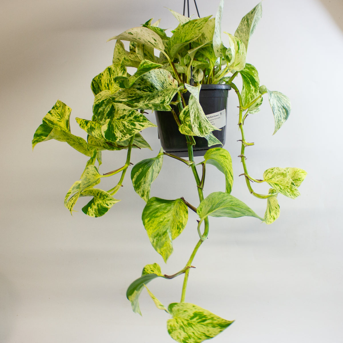 Epipremnum 'Snow Leopard' 15cm H50 - 70cm