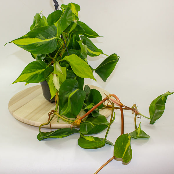 Philodendron scandens brasil 15cm H40cm