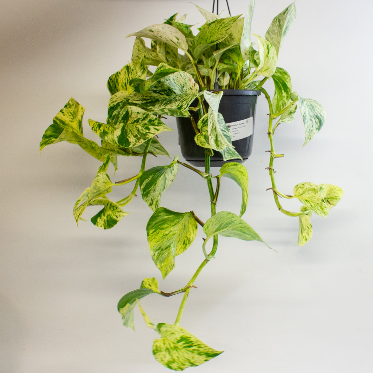 Epipremnum 'Snow Leopard' 15cm H50 - 70cm