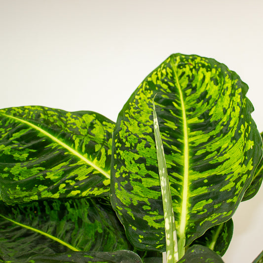 Dieffenbachia Reflector 17cm H60cm