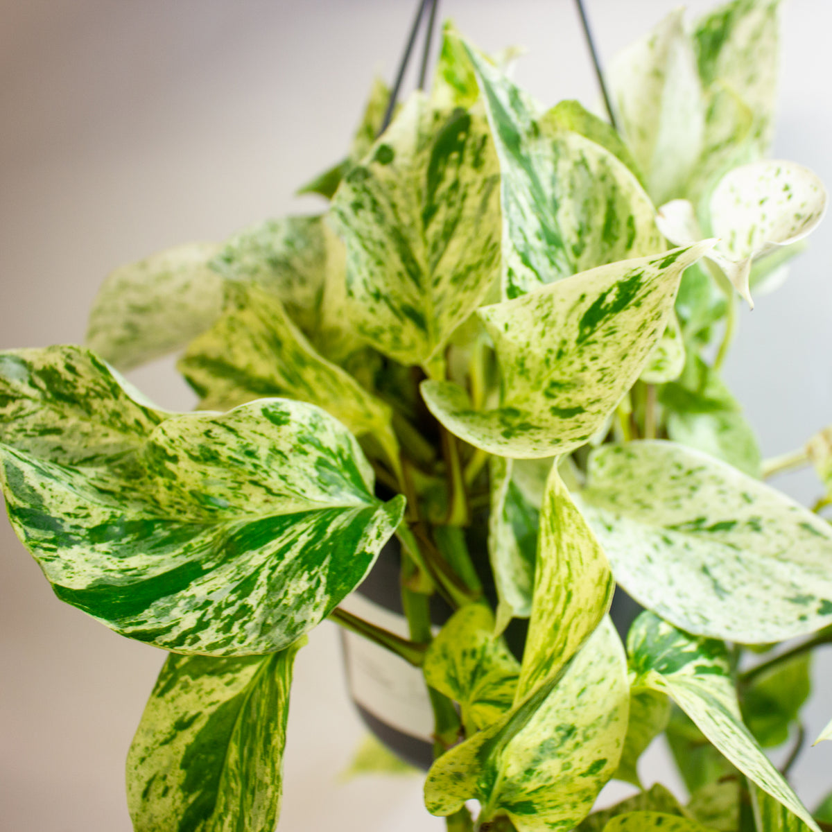Epipremnum 'Snow Leopard' 15cm H50 - 70cm