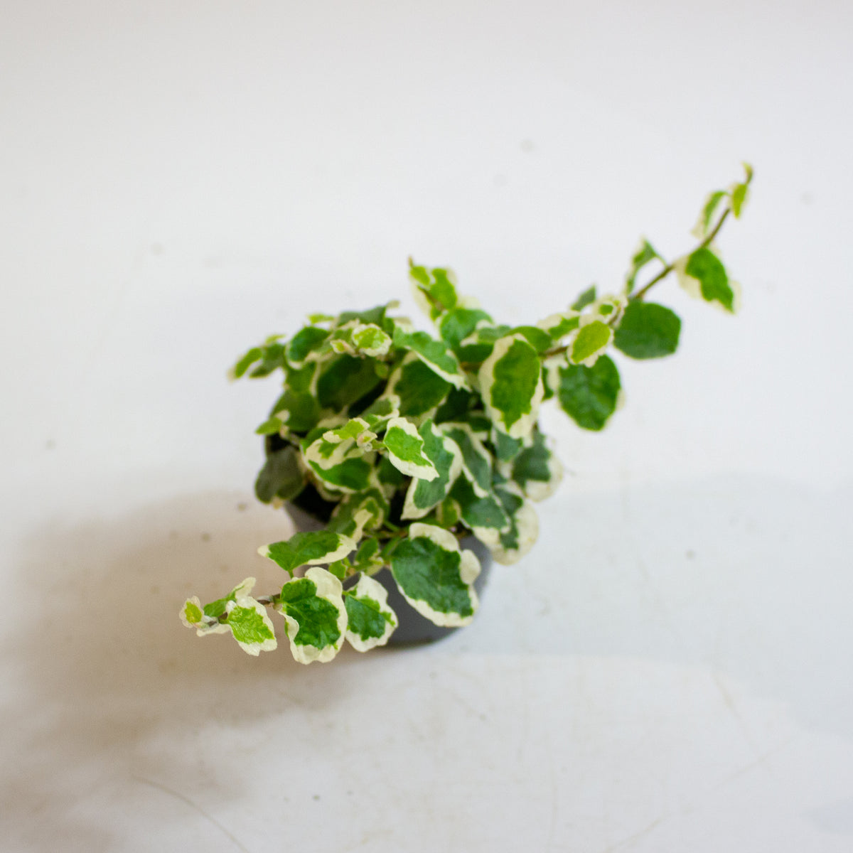 Ficus pumila 'Bellus' 6cm H10cm