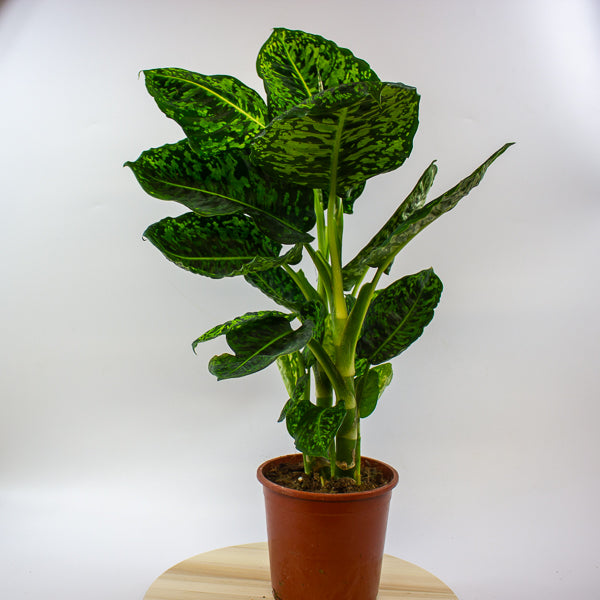 Dieffenbachia Reflector 17cm H60cm
